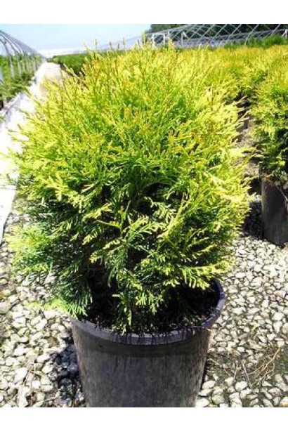 Туя Глобоза Ауреа – гармонія форми та яскравих кольорів.