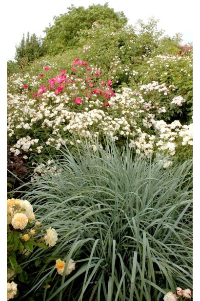 Колосняк блакитний серед квітів