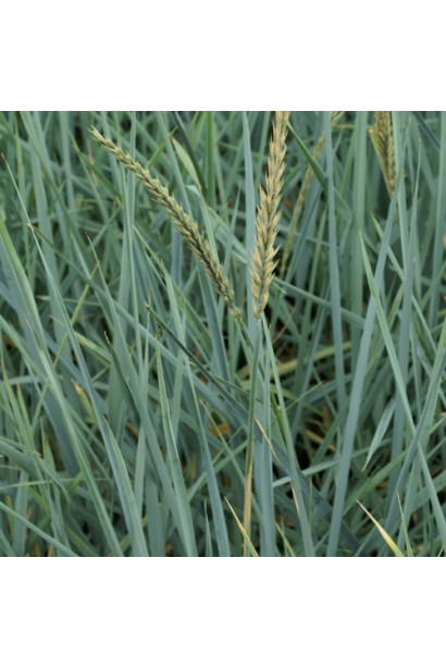 Колосняк піщанийдовге жорстке сизо-блакитне листя