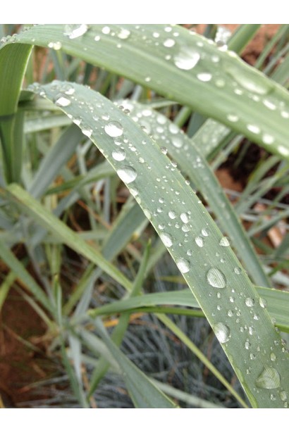 Колосняк пісковий