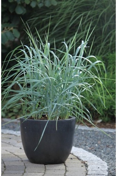 Колосняк піщаний саджанець в горщику