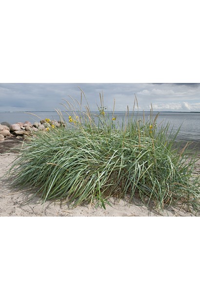 Колосняк піщаний