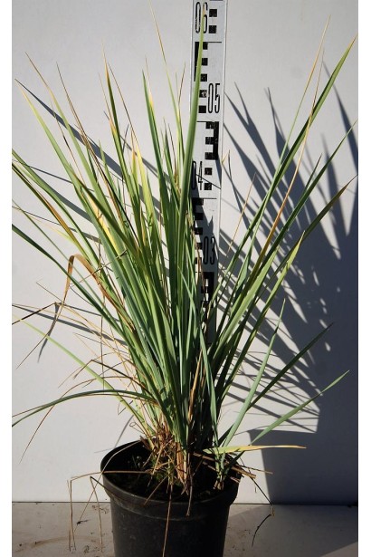 Колосняк піщаний в контейнері 3 л 40-60 см