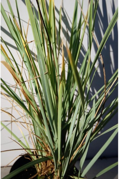 Колосняк піщаний вузьке гостре листя