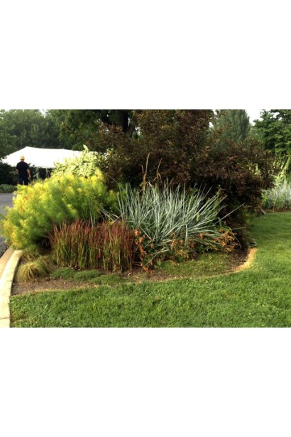 Колосняк піщаний в міксбордері