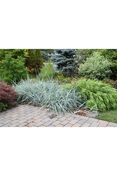 Колосняк піщаний в ландшафті