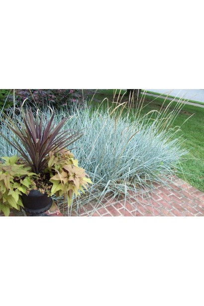 Елімус блакитний