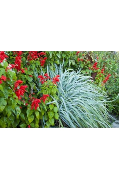 Колосняк блакитний на клумбі серед червоних квітів