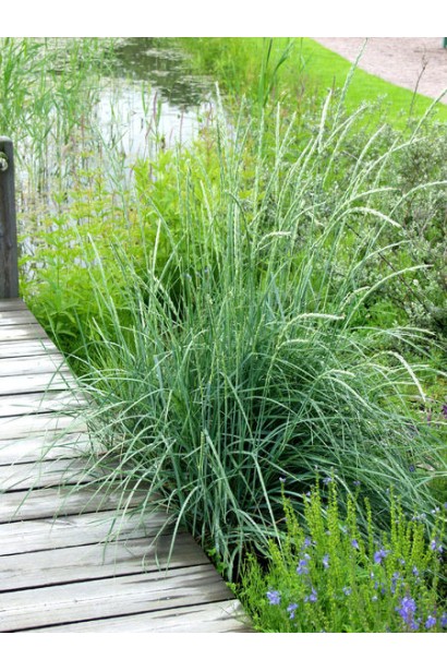 Колосняк пісковий злаковий багаторічник