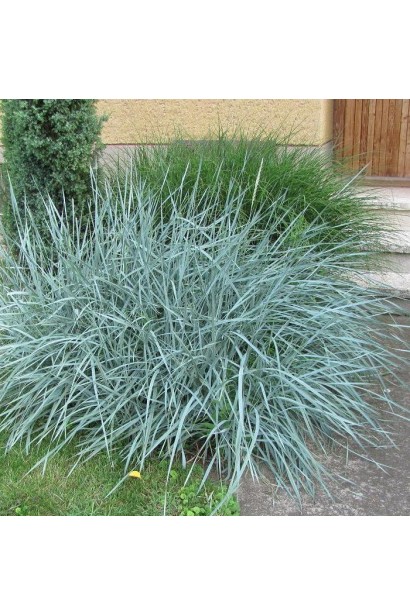 Колосняк піщаний розкидистий кущ