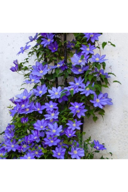 Ломиніс Президент витка листопадна рослина