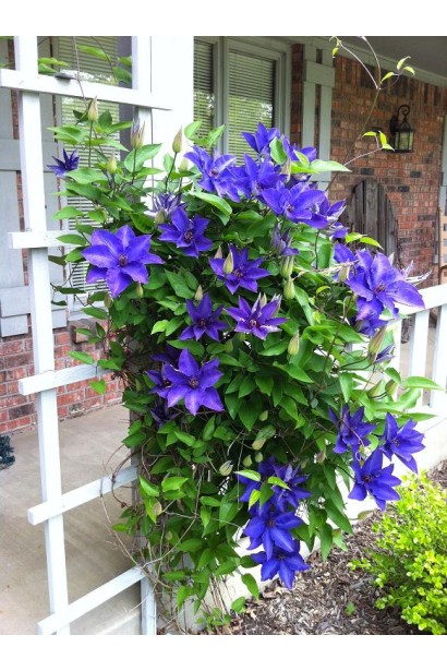 Ломиніс  Президент фіолетово-сині великі квіти