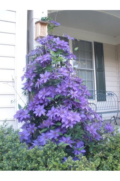 Ломиніс / Клематіс Президент