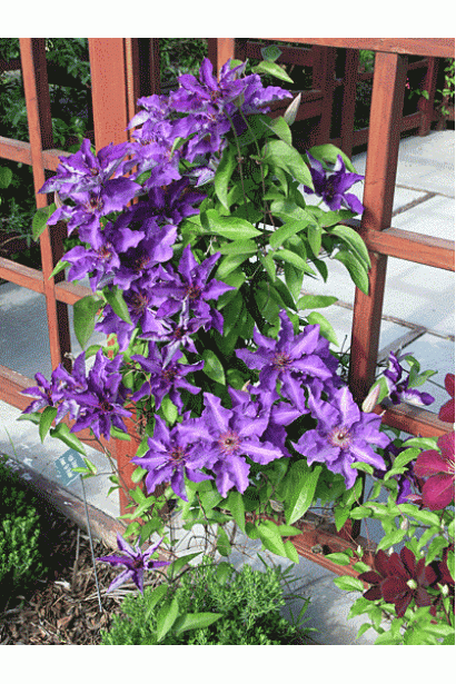 Ломиніс фіолетовий Президент