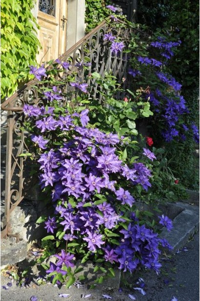 Ломиніс Президент квітуча ліана