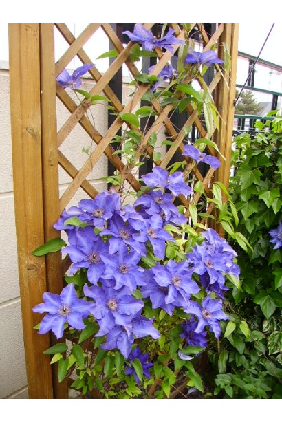 Ломиніс The President