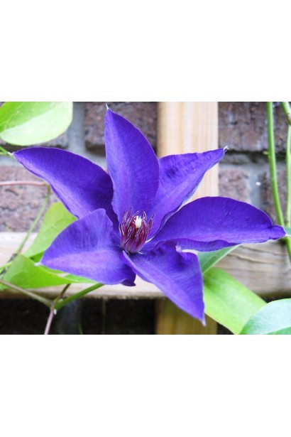 Clematis The President