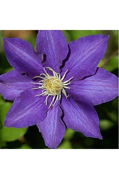 Ломиніс  Президент зірчаста квітка