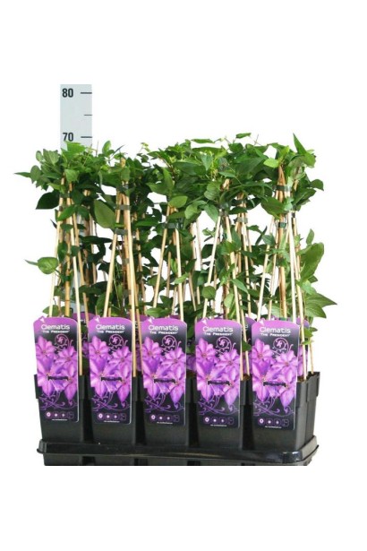 Ломиніс Президент саджанці Р9