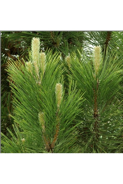Густо-зелена хвоя сосни "Грін Рокет".