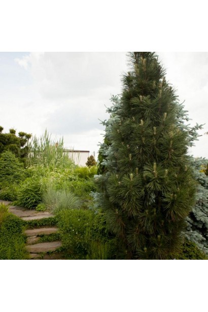 Вузькоколоновидна сосна для озеленення