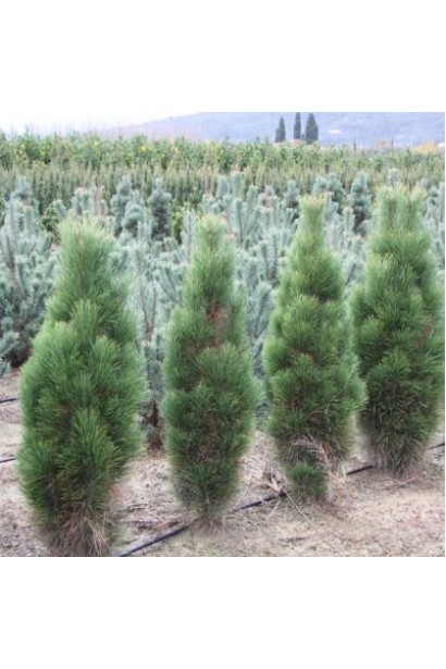 Декоративне дерево сосна чорна / австрійська Грін з вузькою кроною.