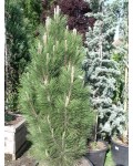 Сосна чорна / австрійська Грін Рокет | Сосна черная / австрийская Грин Рокет | Pinus nigra / austriaca Green Rocket