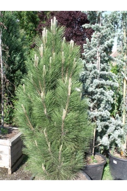 Сосна чорна / австрійська Грін Рокет