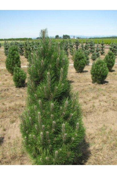 Вічнозелене дерево з густою хвоєю