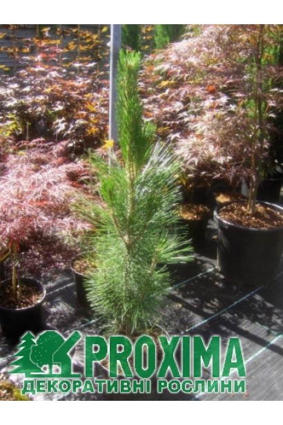 Pinus nigra / austriaca Green Rocke