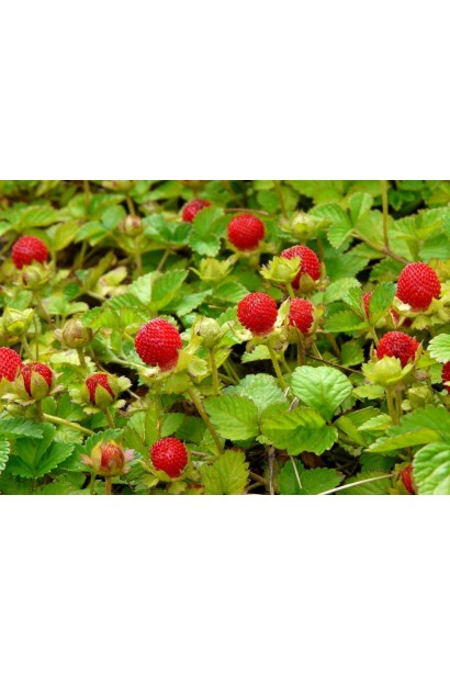 Дюшенея індійська червоні ягоди