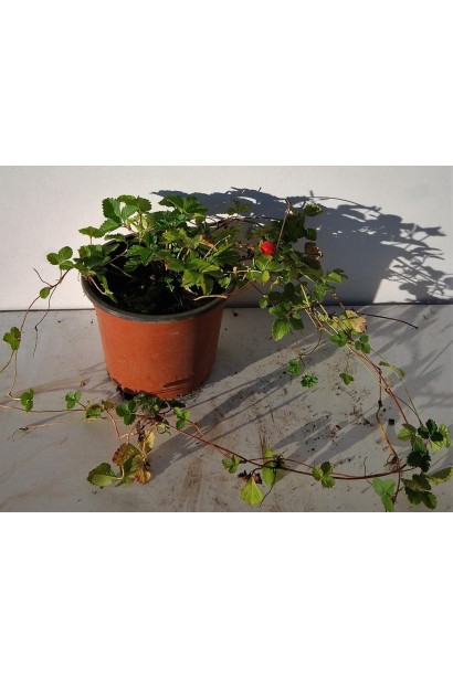 Дюшенея індійська контейнер 3 л