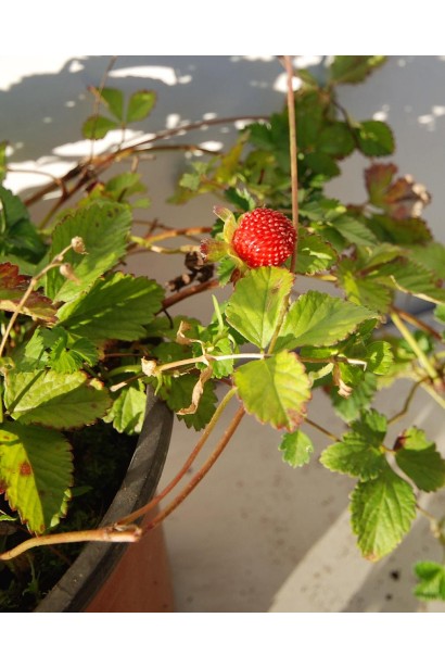 Дюшенея індійська