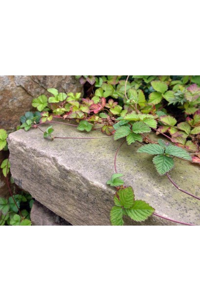 Лапчатка індійська