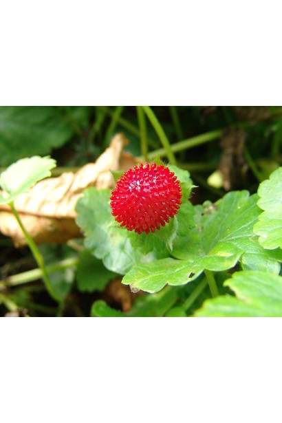 Хибна суниця