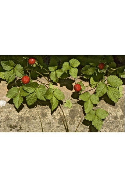 Індійська суниця