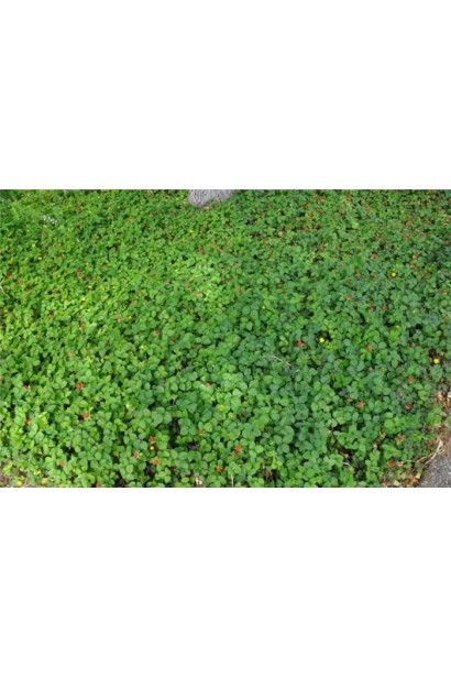 Фрагарія індійська