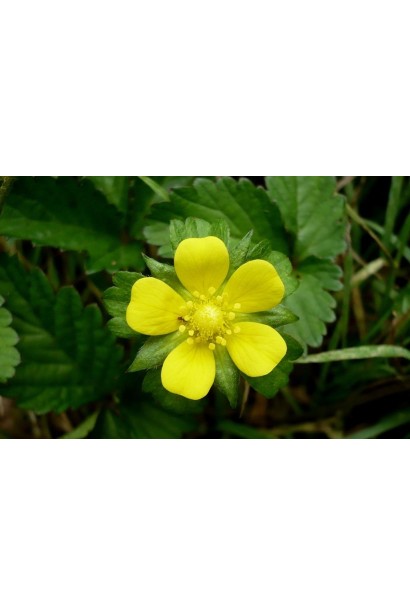 Дюшенея індійська жовті квіти