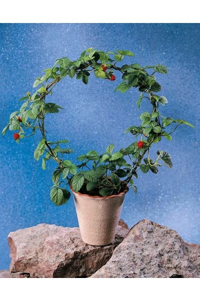 Дюшенна індійська