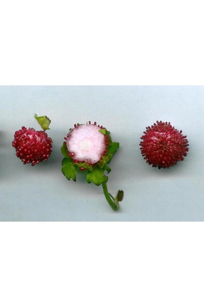 Дюшенея індійська плоди