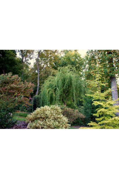 Верба Матсудана в ландшафтному дизайні