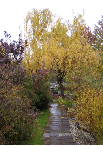 Верба Матсудана восени