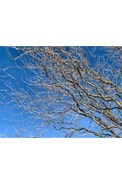 Верба штопорна 