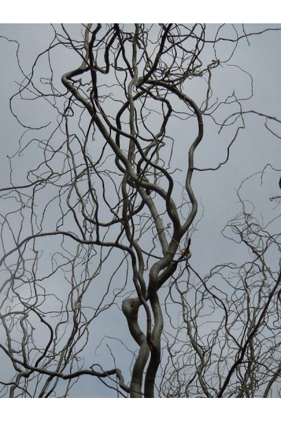 Верба Матсудана декоративні звивисті гілки