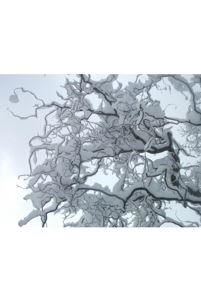 Верба Матсудана взимку