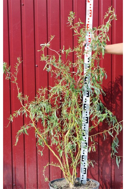 Верба Матсудана саджанець 100-130 см