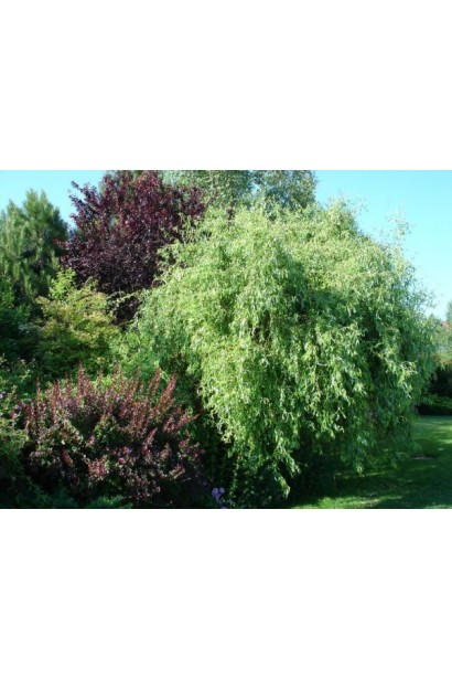 Верба Матсудана