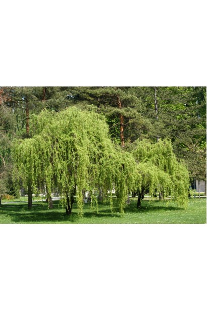 Верба Матсуда