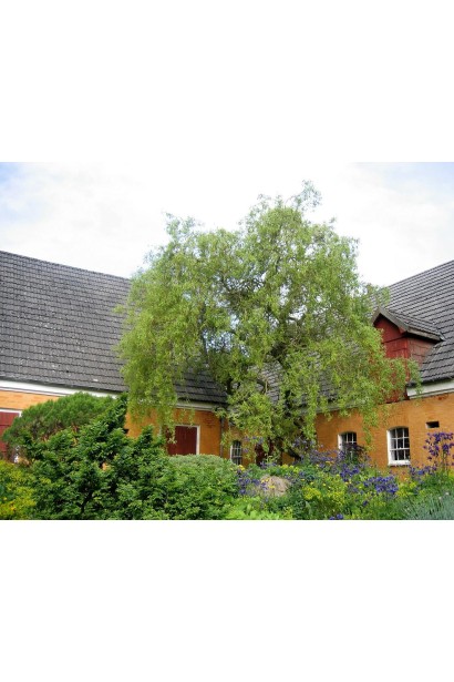 Верба Матсудана в ландшафті