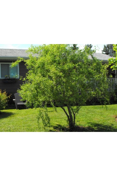 Верба китайська кручена